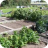 Allotments