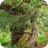 beltingham-yew-M498558