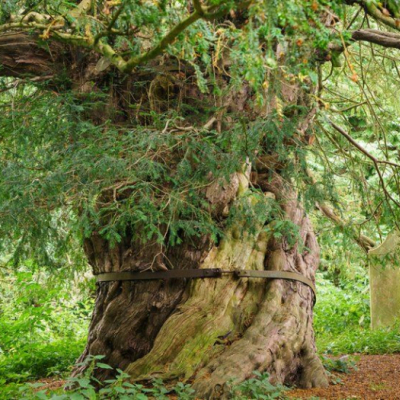 beltingham-yew-M498558