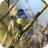 BlueTit