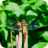 Broad Bodied Chaser