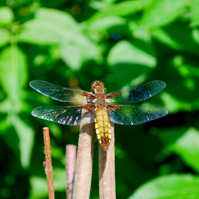 Broad Bodied Chaser