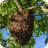 colony