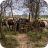 Cows