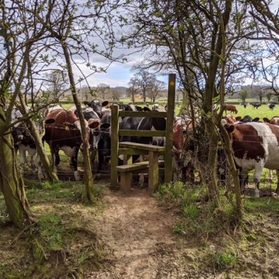 Cows