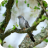 cuckoo
