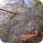 frog-spawn-M223042