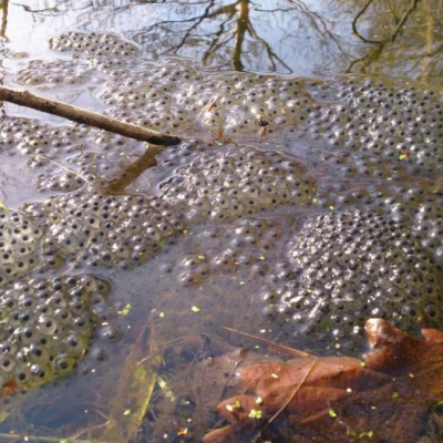 frog-spawn-M223042