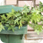 Green Bin