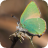 green-hairstreak-butterfly-M229555
