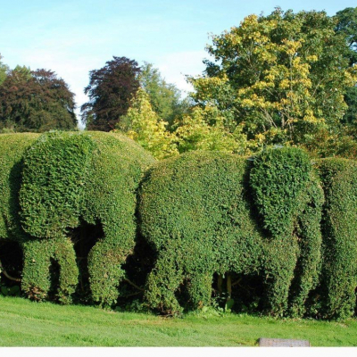Hedges