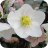 helleborus-niger_1_orig