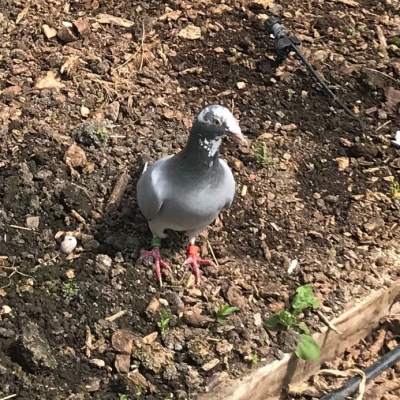 pigeon