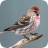 Redpoll