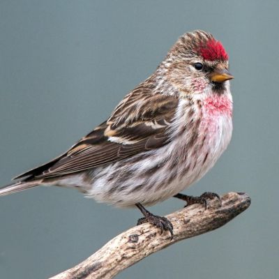 Redpoll