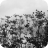Seedhead Story_JT